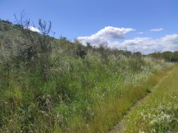 Flora del Cerro Masatrigo